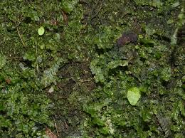 Image result for Didymoglossum erosum