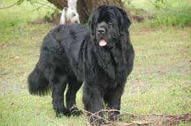 We did not find results for: Newfoundland Dog 101dogbreeds Com
