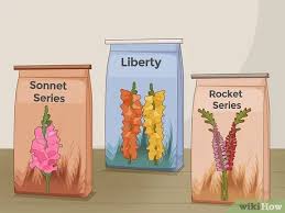 How To Grow Snapdragons 12 Steps With Pictures Wikihow