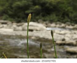 Image result for Equisetum ramosissimum