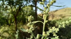 Image result for Chenopodium opulifolium