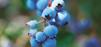 Epingle Sur Blue