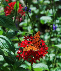We did not find results for: Introduce The Kids To The World Of Caterpillars And Metamorphosis