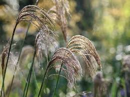 Image result for Miscanthus junceus