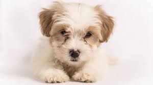 Looking for the perfect puppy for your family? Cavachon Dog Breed Information And Owner S Guide All Things Dogs All Things Dogs