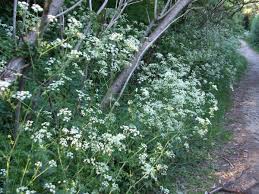 Check spelling or type a new query. Edible Wild Plants