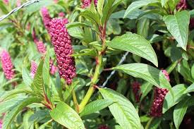 Image result for Phytolacca