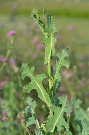 Image result for Lactuca glandulifera