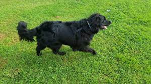You might already be aware. Black Golden Retriever Pepper Youtube