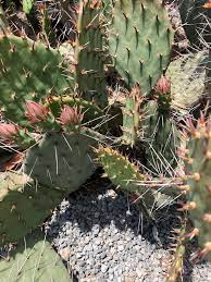 Plant prickly pear cactus in spring or early summer, and water it well after planting to encourage a strong root system. Opuntia Prickly Pear Cactus Rabbit Ears Cactus Tree Cactus North Carolina Extension Gardener Plant Toolbox