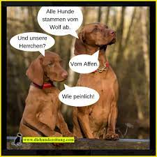 Lustige sprüche bilder kostenlos lustige videos für whatsapp whatsapp lustig bier lustig guten morgen lustig kostenlose whatsapp videos animierte emoticons sprüche. Lustige Spruche 31 Dinge Die Sich Hunde Denken
