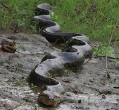 Many of the plants and animals in the rainforest haven't even been discovered yet! Amazon Rainforest Animals A Beginner S Guide To 21 Species International Expeditions