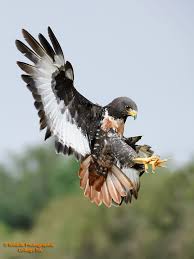 Birds Of Prey Animals Jackal Buzzard In South Africa Birds Of Prey World Birds Buzzard