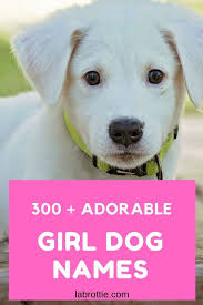 Choose the name that you like the most for your female dog in 2020. 340 Girl Dog Names A Z Labrottie Com Girl Dog Names Puppy Girl Names Dog Names