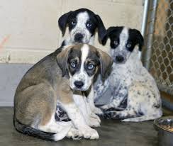 Ancestors of the coonhound can be traced back to the 1700's. Puppies Tennessee Death Row Dogs Inc