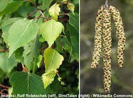 We suggest planting them in clumps of 3. Birch Trees Types Leaves Bark Identification With Pictures