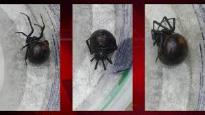 That's why she's a monster like the hulk. First Black Widow Spider Documented In Brown Co Wluk