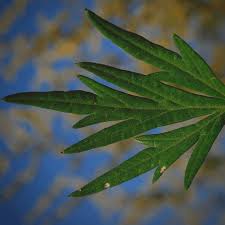 Here's a comprehensive mugwort overview. Mugwort For Dreaming Herb To Enhance Dream Recall And Lucid Dreams