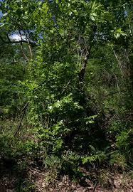 Image result for Heinsia