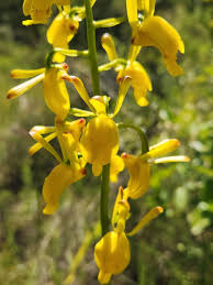 Image result for Eulophia angolensis