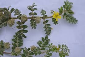 Image result for Zygophyllaceae