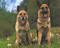 Encourage your dog to investigate the puzzle by pulling the pegs up, or moving drawers, depending on the puzzle you chose. German Shepherd Jigsaw Puzzles For Android Apk Download