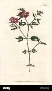 Image result for Fagonia