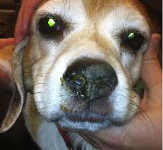 Broadly defined, nasal polyps are abnormal lesions that originate from any portion of the nasal mucosa or paranasal sinuses. Figure 4 From Canine Nasal Disease Semantic Scholar