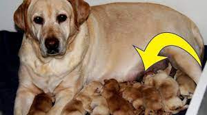 This Couple Didn't Expect These Puppies After Taking In A Stray Dog - The  Delite