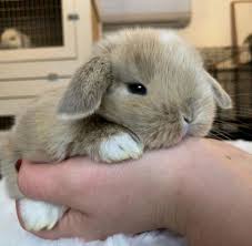 Jubilant Rabbit Rabbitlove Babyanimalsadorable Sevimli Hayvan Yavrulari Tavsanciklar Hayvanlar