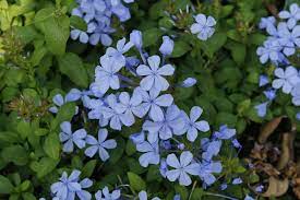Where does plumbago auriculata grow in south africa? Plumbago Auriculata Wikipedia