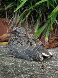 Photo Of A Baby Dove Baby Mourning Dove Mourning Dove Big Bird Doves