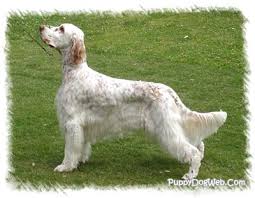 Find english setter puppies and breeders in your area and helpful english setter information. English Setters For Sale Petfinder