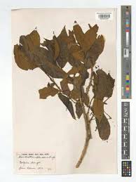 Image result for Combretum pisoniiflorum