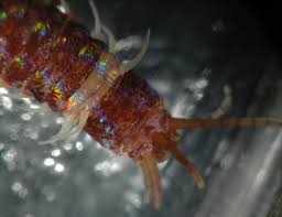 Image result for Walleria nutans