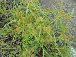 Image result for Cyperus luteus