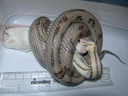 the corn snake forum a very rough guide to feeding