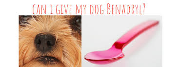 See full list on benadrylfordogs.net Benadryl For Dogs About Morkies