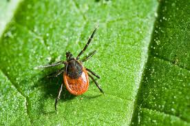 Het is een vectorziekte die wordt overgedragen door de schapenteek (ixodes ricinus) en de hertenteek (ixodes scapularis).de ziekte is vernoemd naar het dorpje old lyme in connecticut, waar in. Teken En De Ziekte Van Lyme Landschapsbeheer Drenthe