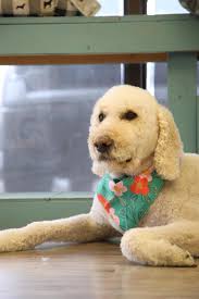 Doggos visit for bath day