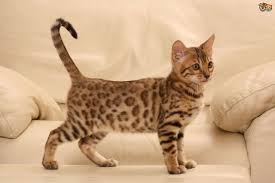 A complete guide to the bengal cat breed. Bengal Cat Colours And Coat Types Pets4homes