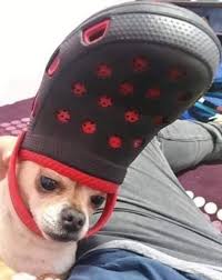His Holiness The Pope Pets With Crocs Hats Cute Cats And Dogs Cute Animal Memes Cute Funny Animals