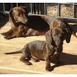 Dachshund Puppies For Sale - AKC PuppyFinder