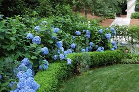 The difference is the curb appeal i've been wanting. Landscaping With Hydrangeas Hgtv