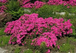 See more of azaleen on facebook. Japanische Azalee Diamant Rot Rhododendron Obtusum Diamant Rot Hauenstein Ag