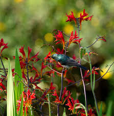 Image result for Syncolostemon elliottii