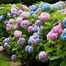 Shrubs Suburban Lawn Garden Endless Summer Hydrangea Planting Hydrangeas Summer Hydrangeas
