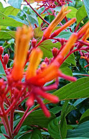 We did not find results for: Bahama Firebush Plant Hamelia Cuprea Yellow Orange Flowers Attract Hummingbirds Starter Size 4 Inch Pot Emeralds Tm Outdoor Gardening Home Living Christinegz Com