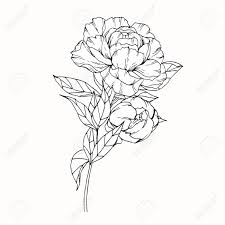 Check spelling or type a new query. Pfingstrose Bluht Zeichnung Und Skizze Mit Linie Kunst Auf Weissen Hintergrunden Lizenzfreie Fotos Bilder Und Stock Fotografie Image 77160151