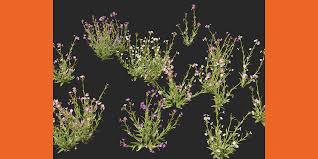 Image result for Mimulus gracilis